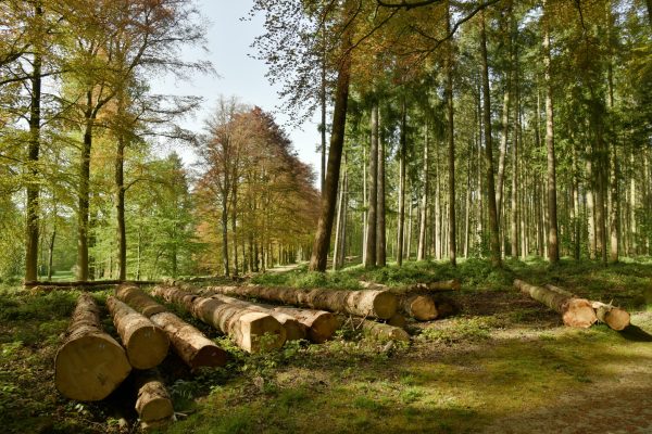 Troncs d'arbres abattus dans une zone de déboisement au bois des Capucins à Tervuren