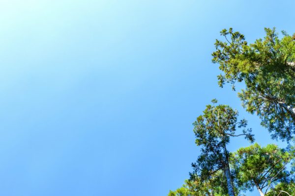林　農林　樹木　ウッドショック　【 価格高騰 している 材木 の イメージ 】